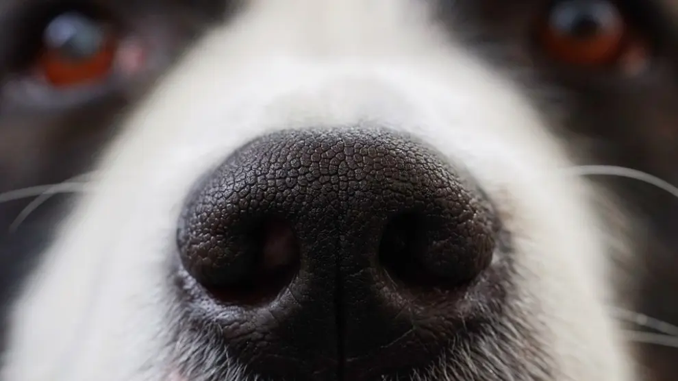 Los investigadores se han inspirado en el olfato ultrasensible de los perros.