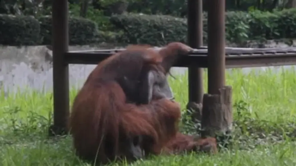 El orangután fumador que horroriza a los internautas