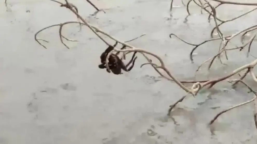 Rescatan a una araña gigante de una inundación