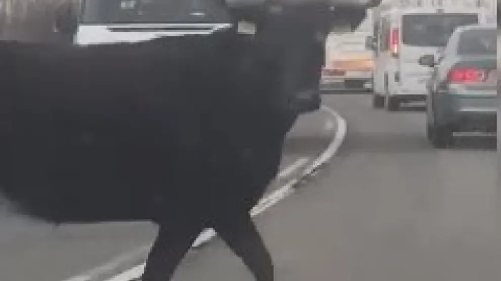 Una vaquilla siembra el pánico en la carretera y arremete contra los turismos