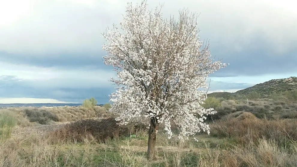 Árboles en flor en Zaragoza, este viernes 16 de marzo.