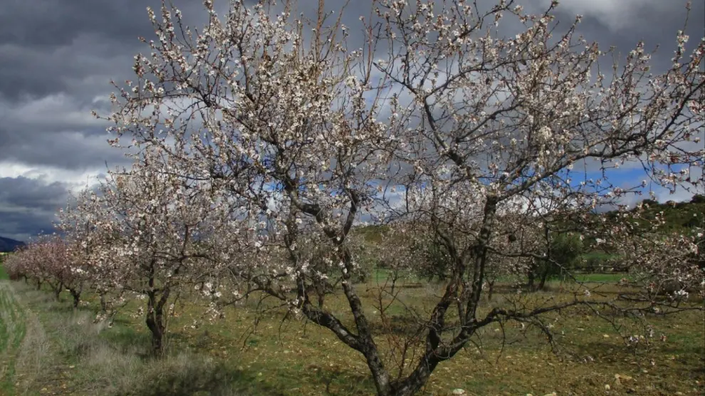 Almendros en flor en los campos de Biscarrués.