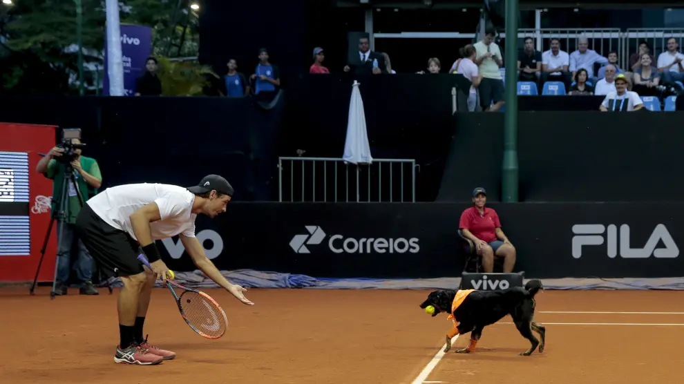 Perros abandonados hacen de recogepelotas en un partido de tenis