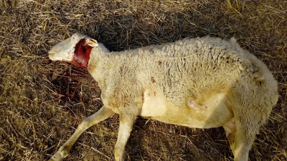 Cuatro ovejas y una cabrita aparecen degolladas en una explotación de Tardienta