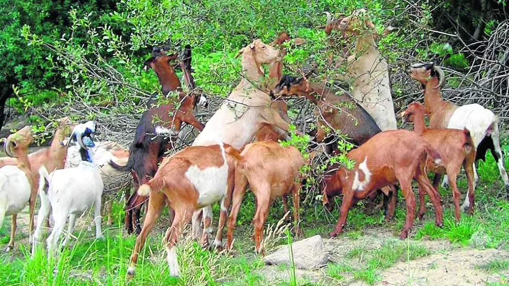 Un rebaño de cabras se alimenta de los pastos existentes bajo los árboles e incluso de los frutos y hojas de sus ramas.