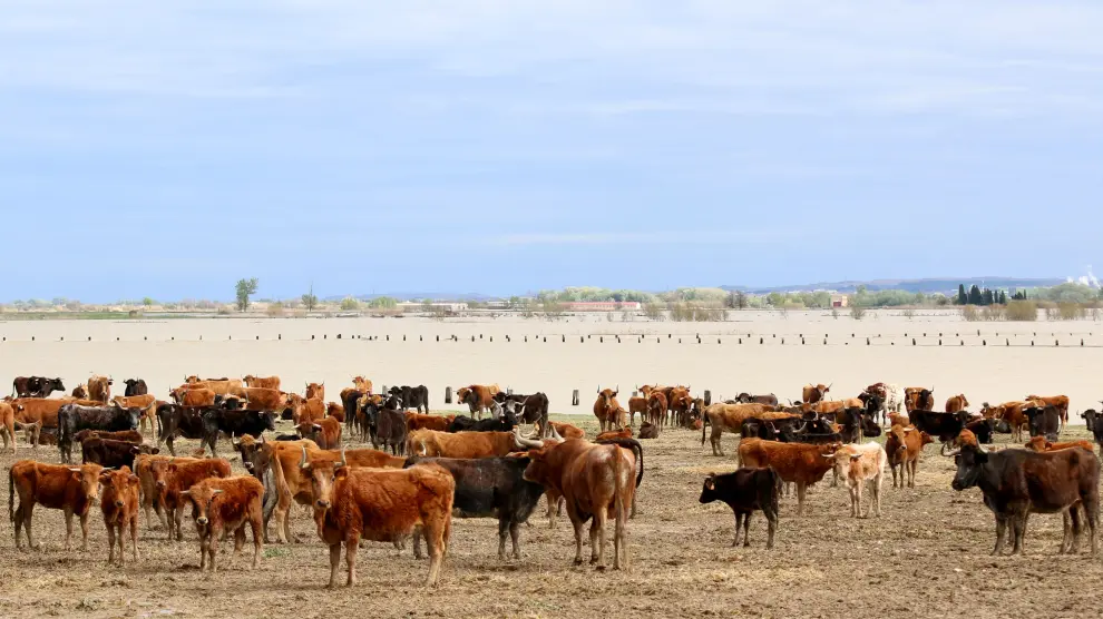 Más de 300 vacas de la ganadería 'La Rebomba', aisladas por la riada
