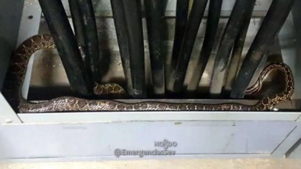 La serpiente estaba oculta en el interior de un transformador eléctrico.