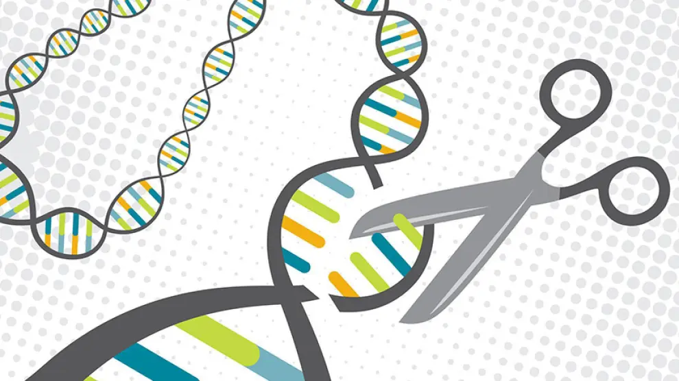 Como unas tijeras genómicas, la técnica CRISPR/Cas9 permite editar el ADN con gran precisión