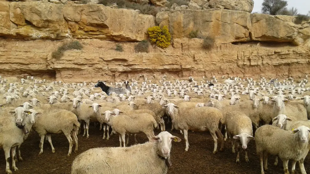 Ejemplares de ovino de un rebaño integrado en la cooperativa aragonesa Casa de Ganaderos, la empresa más antigua de España.