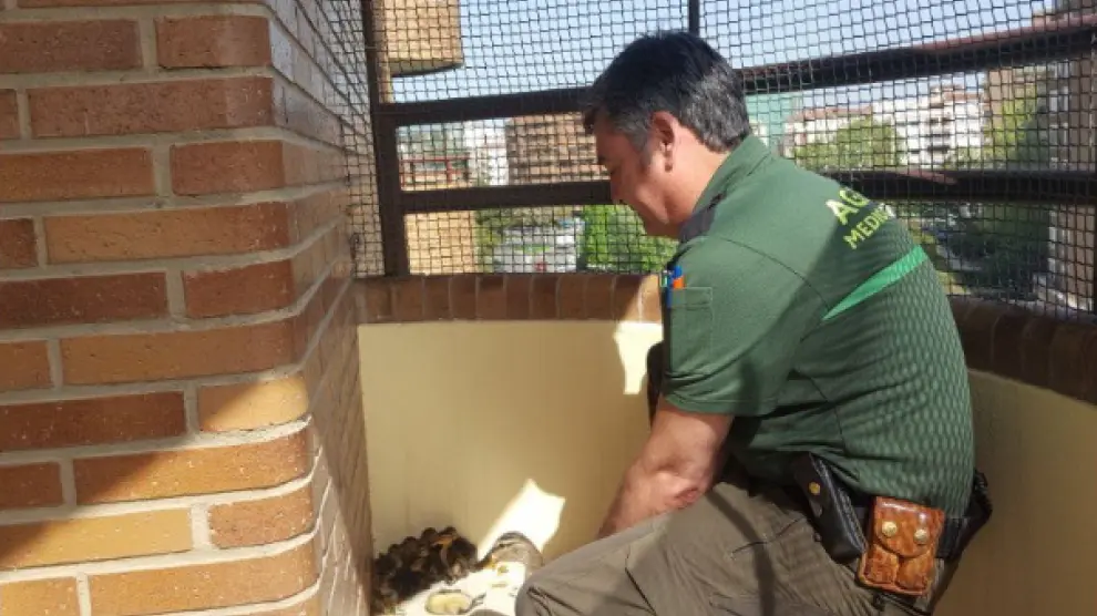 Agentes de Medio Ambiente del Ayuntamiento de Zaragoza rescatando a unos polluelos de ánade real en una terraza