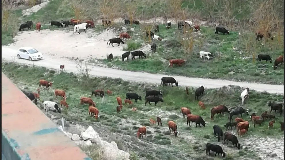Vuelven las quejas por la presencia de ganado junto a las viviendas en Jorgito