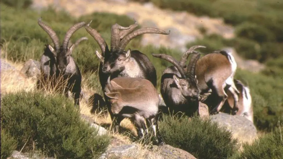 Cabras hispánicas en los montes turolenses.