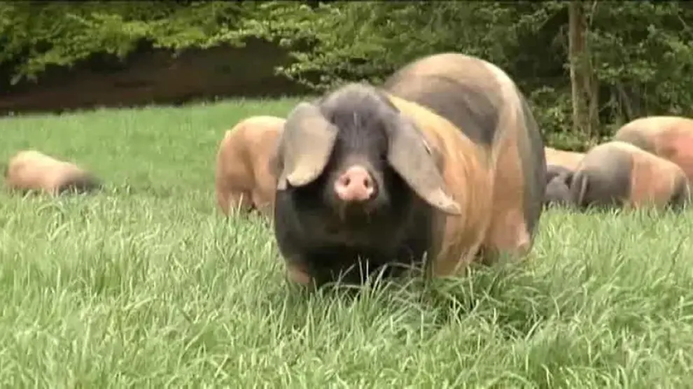 El cerdo vasco de capa negra podría dejar de ser una especie amenazada