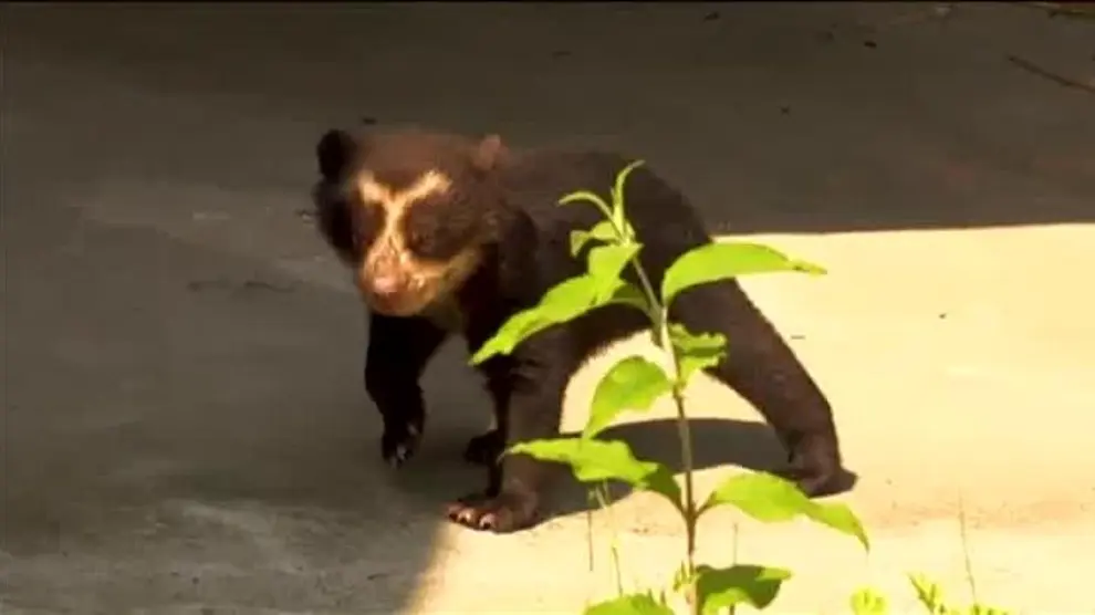 Un oso de anteojo recién nacido causa sensación en el zoo de Amberes