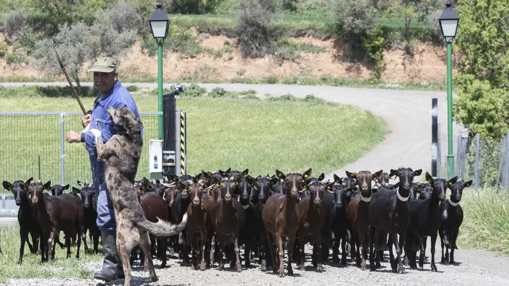 Cabras de La Fondaña disfrutando de sus pastos bajo la vigilancia del pastor.
