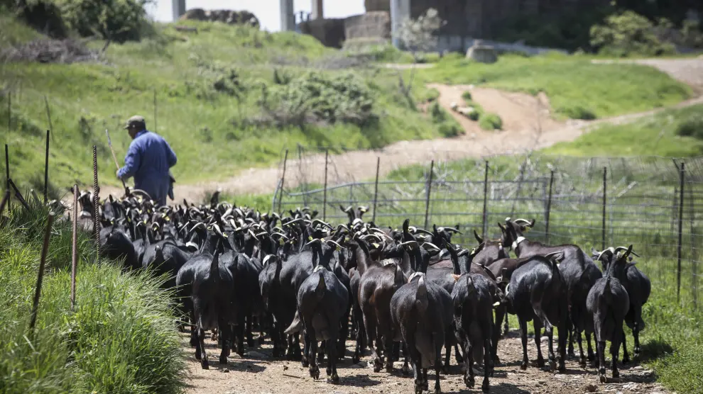 Pasto de cabras en las inmediaciones de Quesos Benabarre.