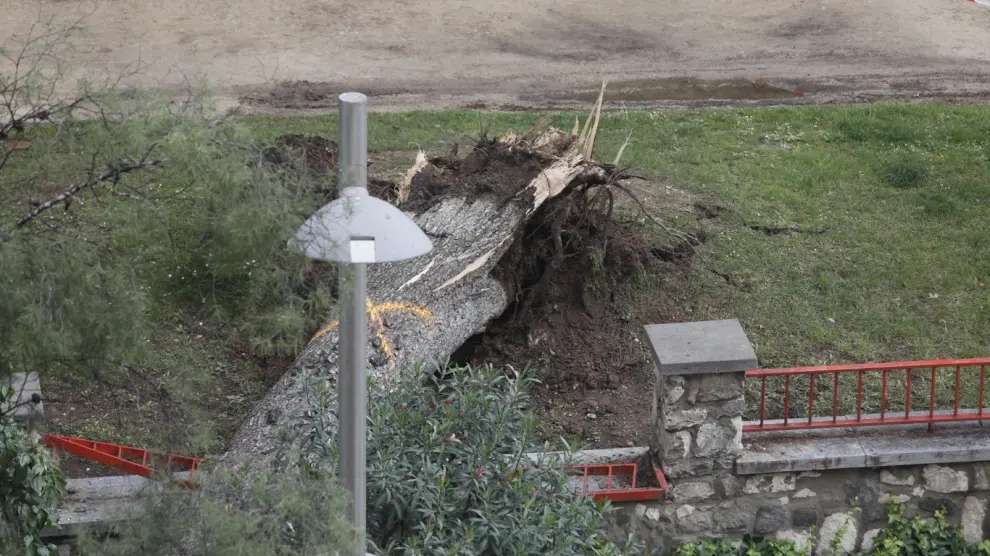 El árbol de grandes dimensiones ha cortado dos carriles de la calle Rioja