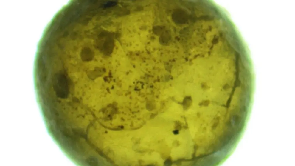 Tectita vítrea, bajo el microscopio binocular