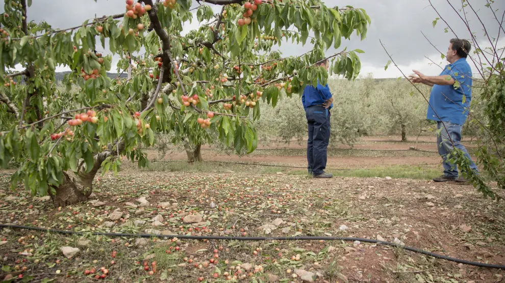 El agricultor Jesús Romero muestra los daños en los cerezos, con mucha de la fruta por el suelo