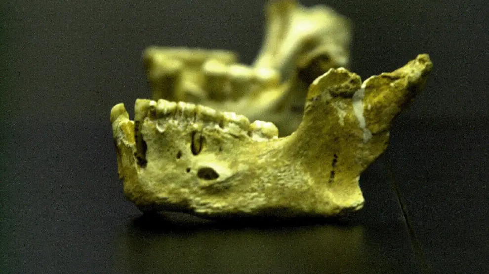 Las conclusiones han surgido a raíz de varias mandíbulas humanas del Pleistoceno tardío.