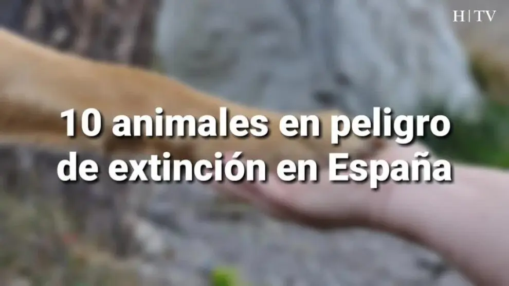 Diez animales en peligro de extinción en España