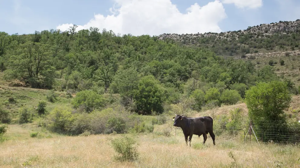 Vacas wagyu, en Teruel