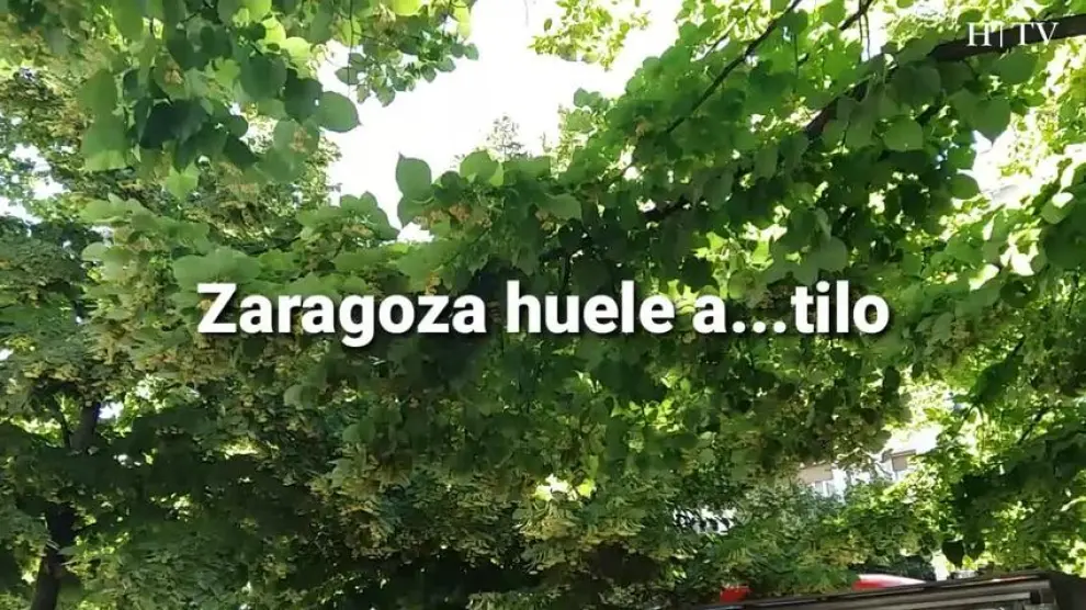 Zaragoza huele a...tilo