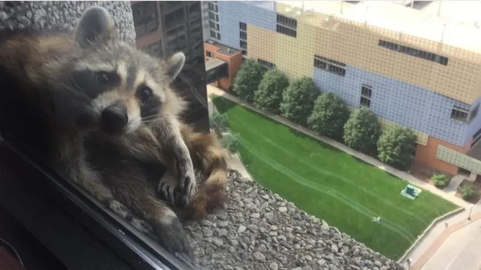 El mapache, atrapado en una ventana.