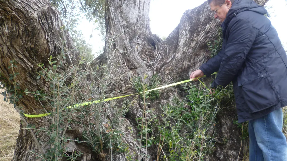 Un técnico de la Taula del Senia mide un olivo milenario de Valderrobres.