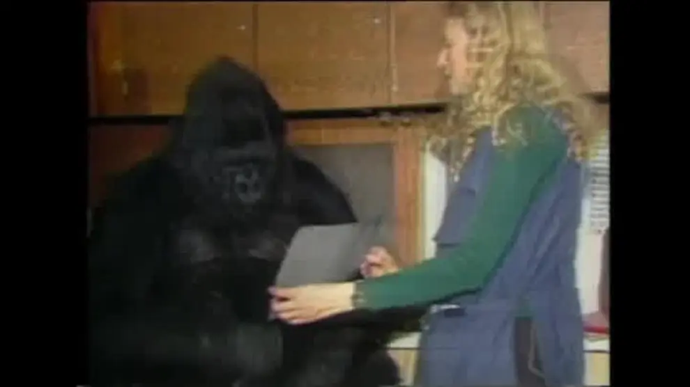 Muere Koko, la gorila que hablaba la lengua de signos