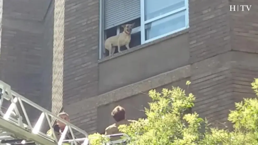 Expectación en Las Fuentes ante el rescate de un perro en la ventana de un tercer piso