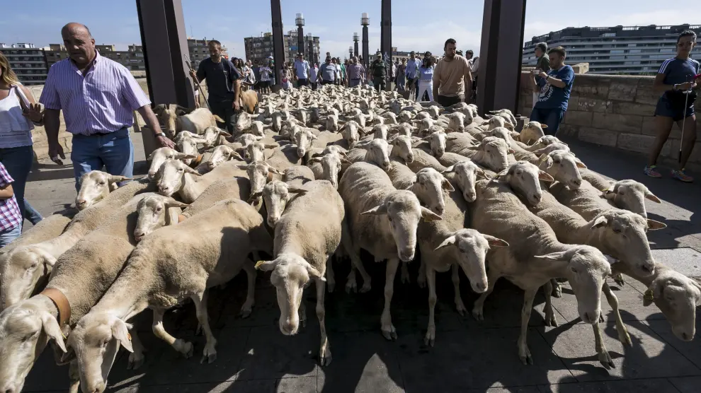 Las ovejas realizaron una pequeña ruta por las calles de la ciudad
