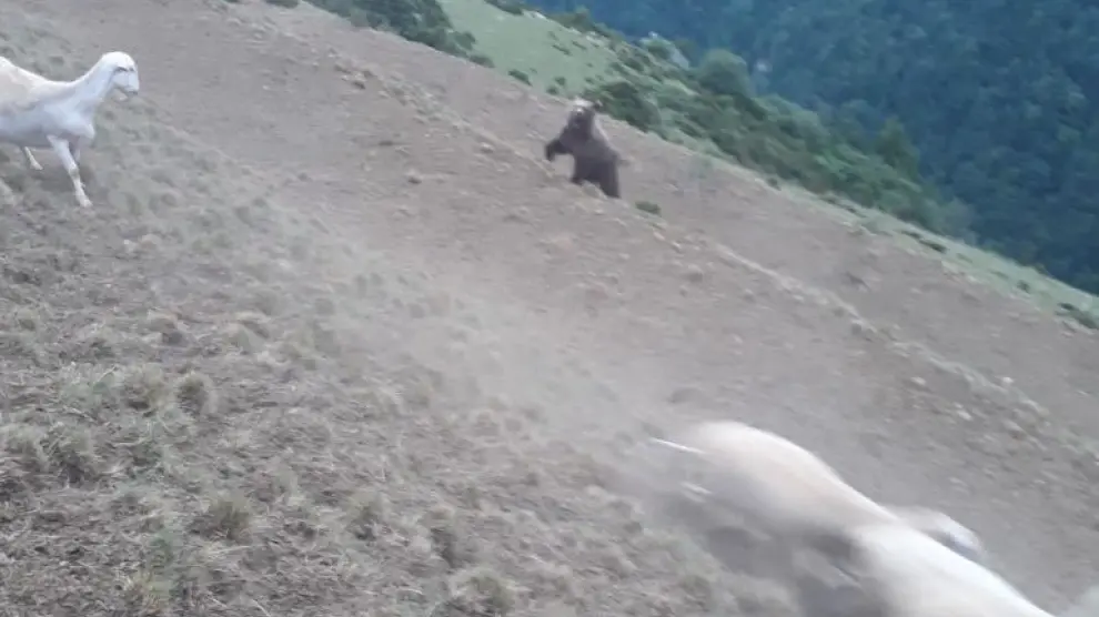 Fotografía tomada por el ganadero del oso atacando su rebaño