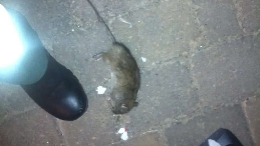 Uno de los roedores encontrados en el cuartel de la Guardia Civil de Sarrión