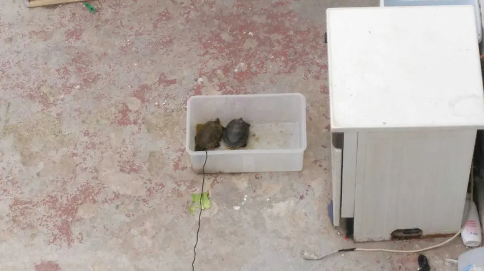 Las tortugas estaban metidas en una caja de pástico.