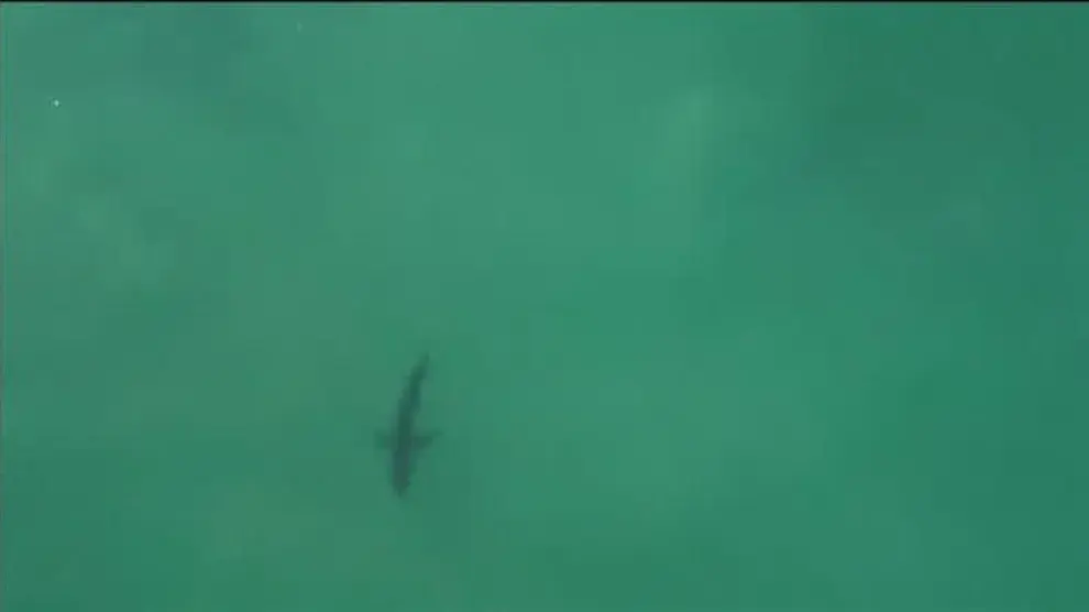 La aparición de un tiburón blanco en Sudáfrica pospone el Mundial de Surf