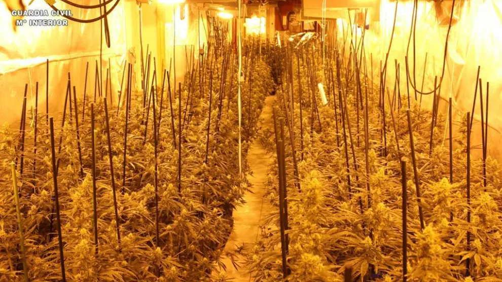 Localizadas más de 1.900 plantas de marihuana en una vivienda de Gallur