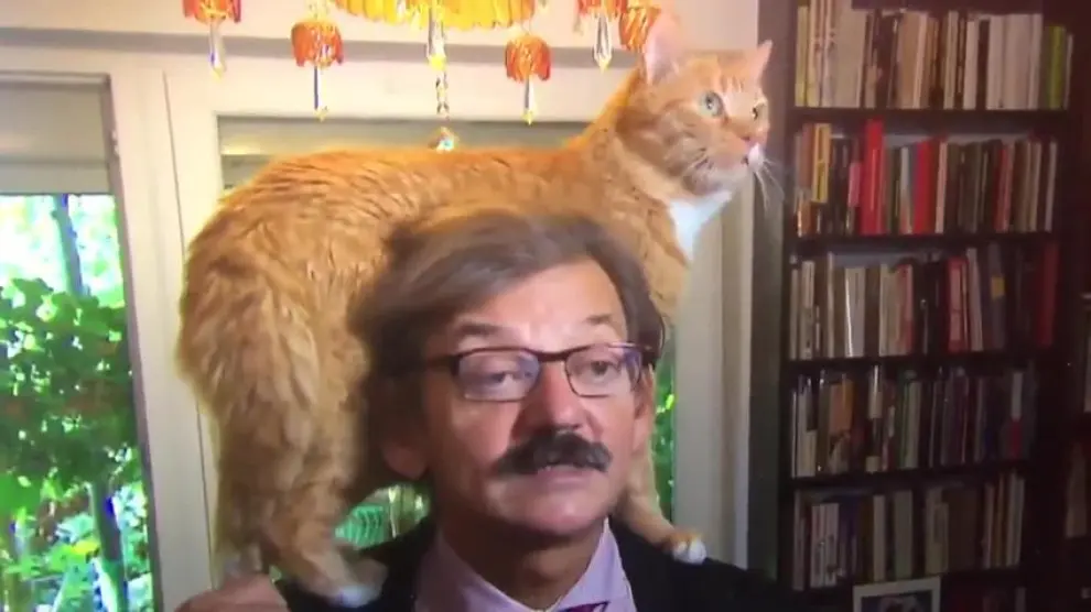 Un gato se cuela en una entrevista en directo y se hace viral