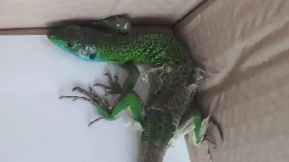 El lagarto verde captura en Zaragoza por los agentes de la Unidad Verde.