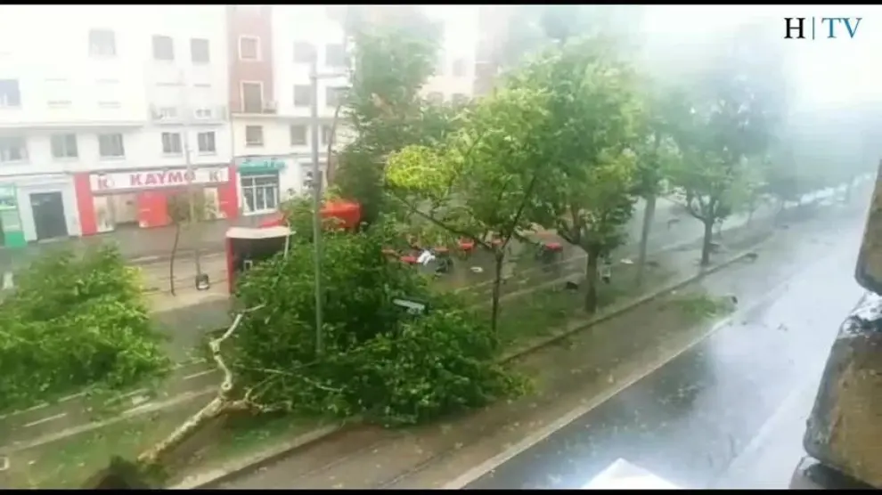 La fuerte tormenta arranca un árbol en Fernando el Católico