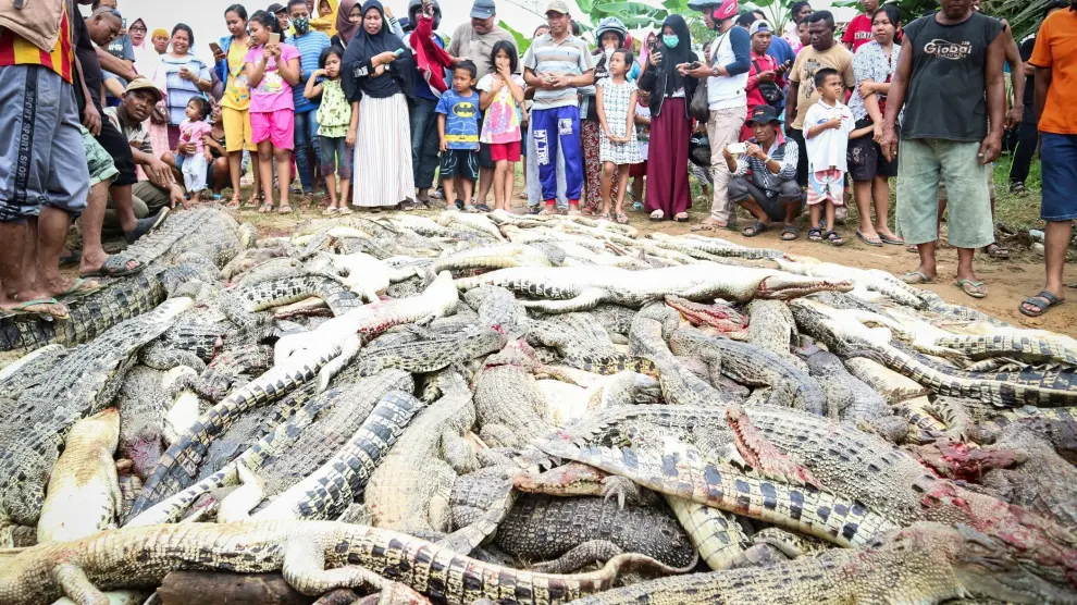 Aldeanos observando los cadáveres de los cocodrilos masacrados en Indonesia.