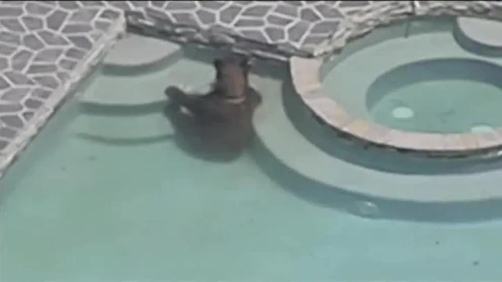 Un oso combate el calor en una piscina particular
