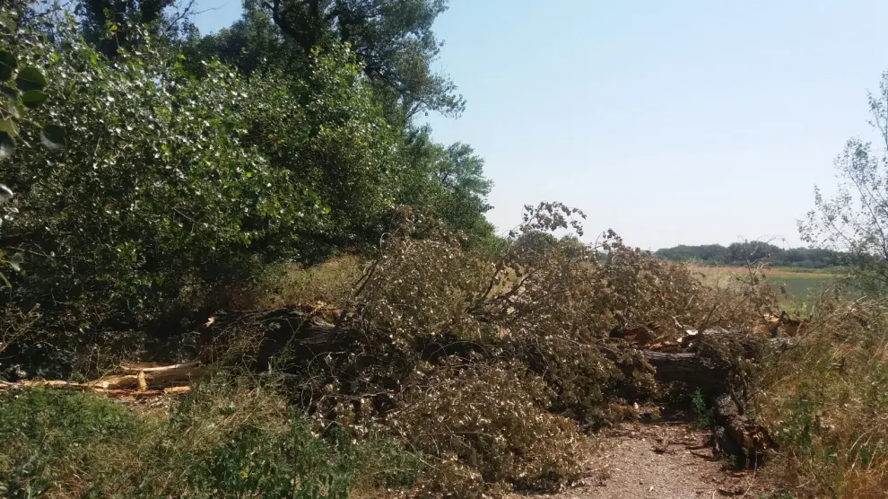 Un árbol caído corta el paso en el camino del Ebro.