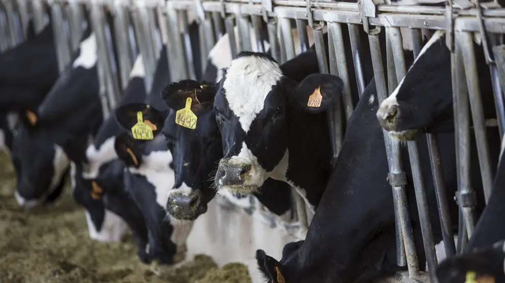 Vacas en una granja de producción láctea.