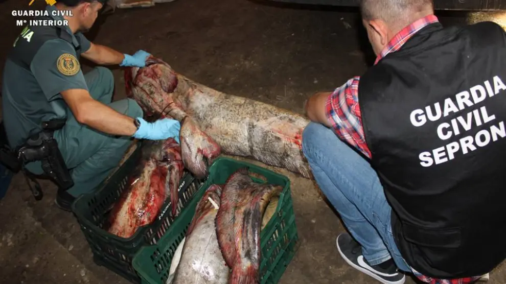 Una tonelada de pescado ilegal intervenido por la Guardia Civil de Zaragoza