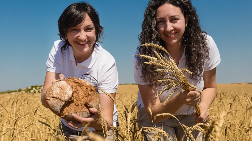 La familia Marcén ha recuperado la variedad de trigo Aragón 03