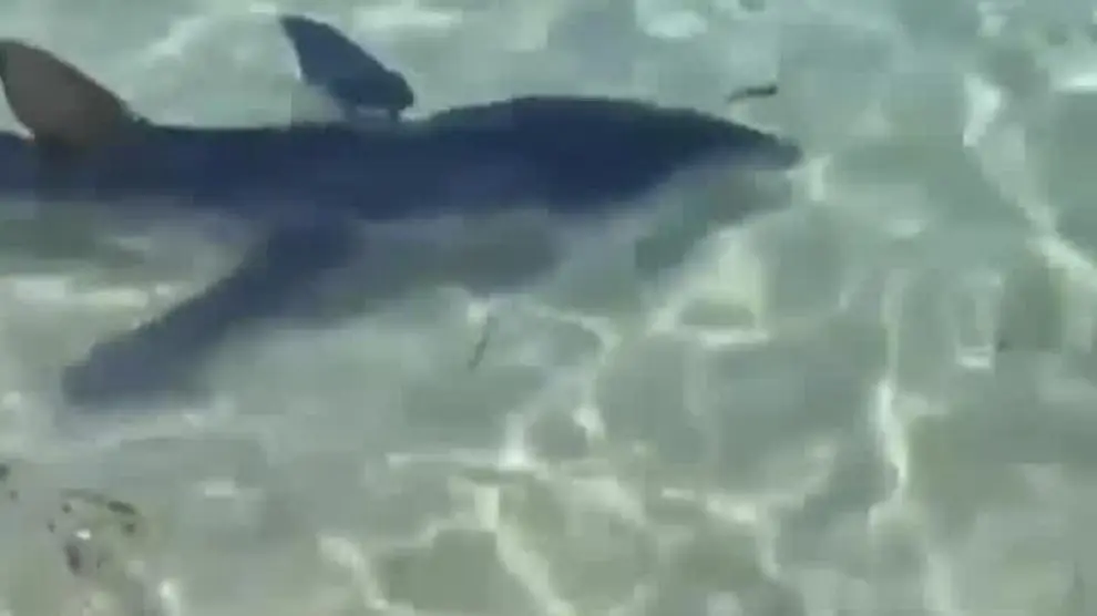 Evacuada una playa de Mallorca por un tiburón de más 2 metros de largo
