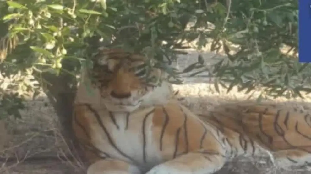 Un tigre de peluche desata los miedos en un pueblo de Murcia