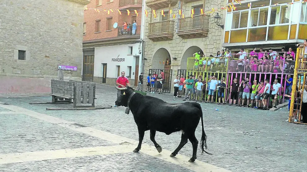 Tradicional suelta de vaquillas en la plaza de Cedrillas el sábado por la tarde.