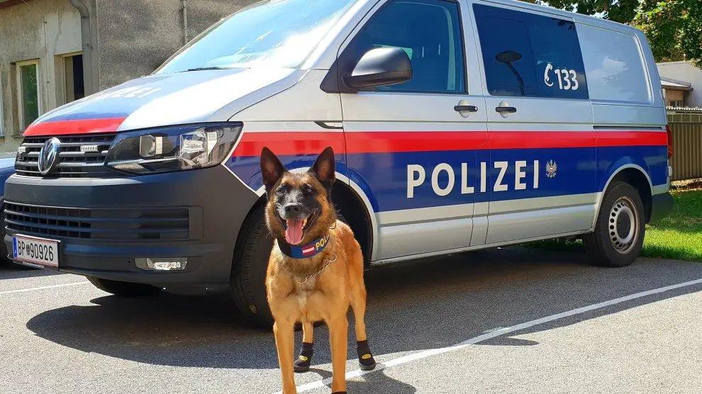 Perro policía de Viena con calzado.